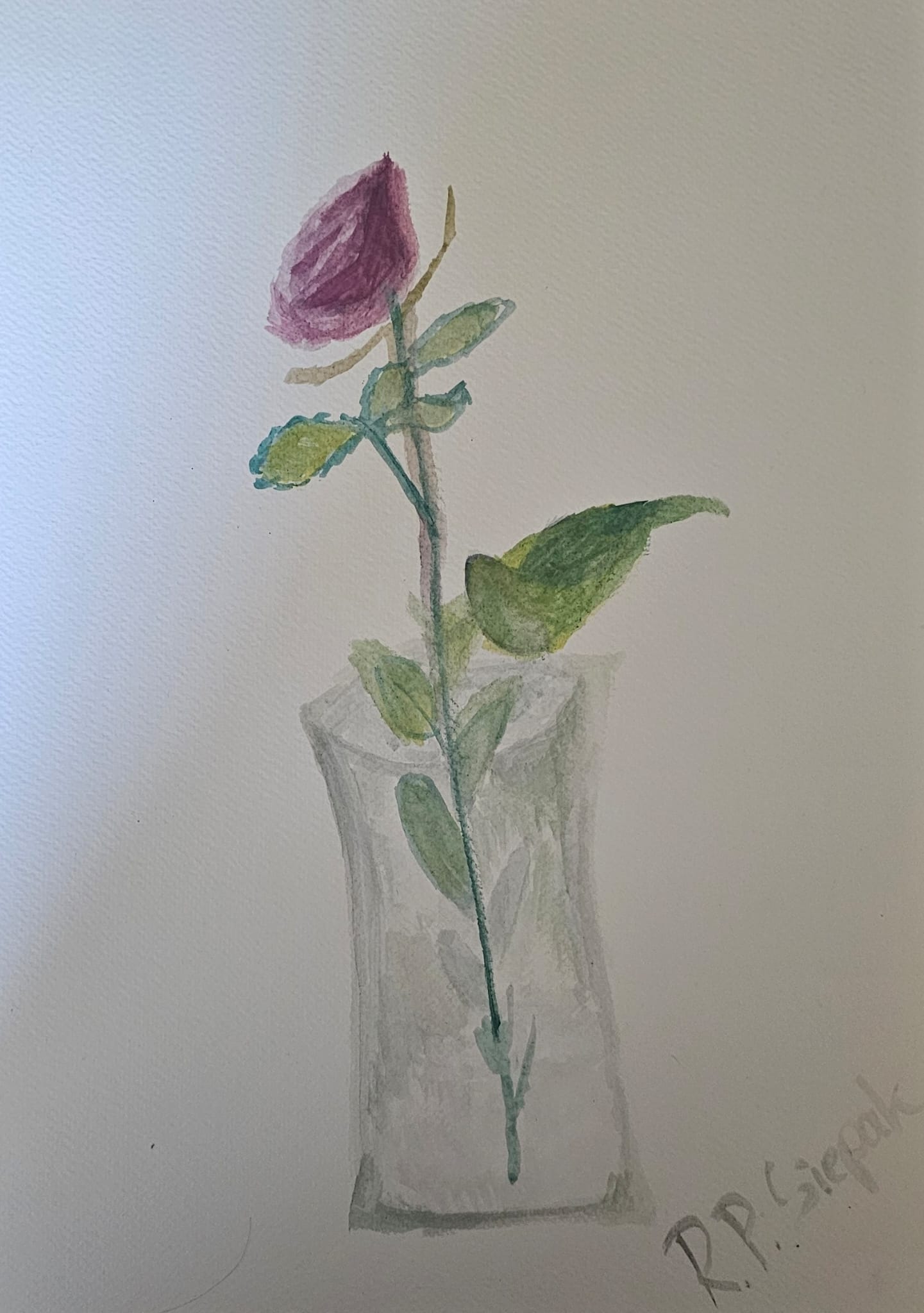 Rose, Watercolor, artist: R. P. Siepak, artist username: siepak, produced: May 2025, as: Available for Acquiry